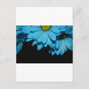 Cartão Postal Blossoms Daisy Flowers Paz Amor Natureza Destino