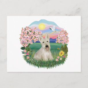 Cartão Postal Blossoms - Scottish Terrier Trigueiro