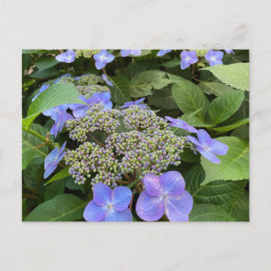 Cartão Postal Blu Lacecap Hydrangea Foto