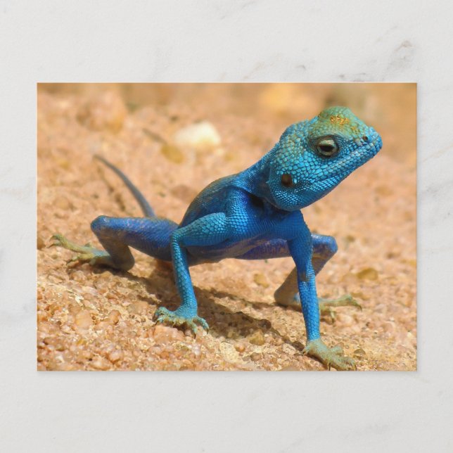 Cartão Postal Blue Agama Sinaita Lizard (Frente)
