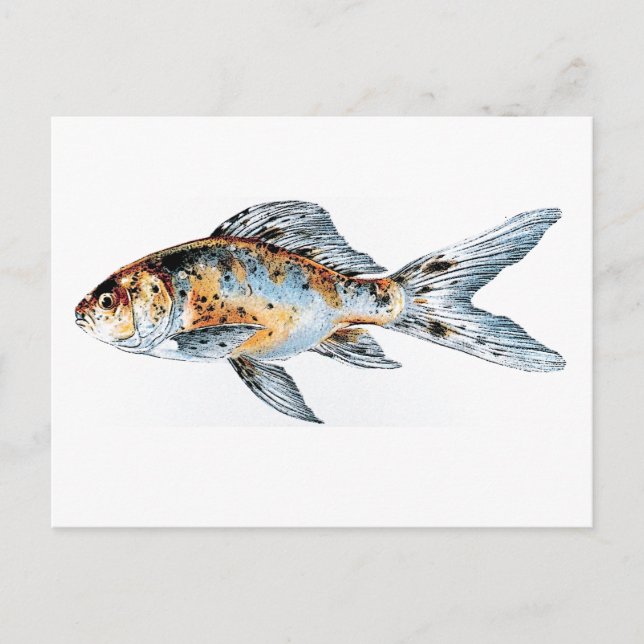 Cartão Postal Blue and Orange Shubunkin Goldfish Art (Frente)