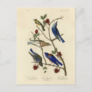 Cartão Postal Blue-bird e Warbler, Aves da América de Audubon