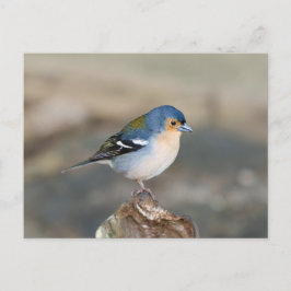 Cartão Postal Blue bird Madeira Chaffinch (Fringilla maderensis)