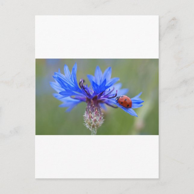 Cartão Postal Blue Blossoms Ladybug Peace Love Destiny Art Vine (Frente)