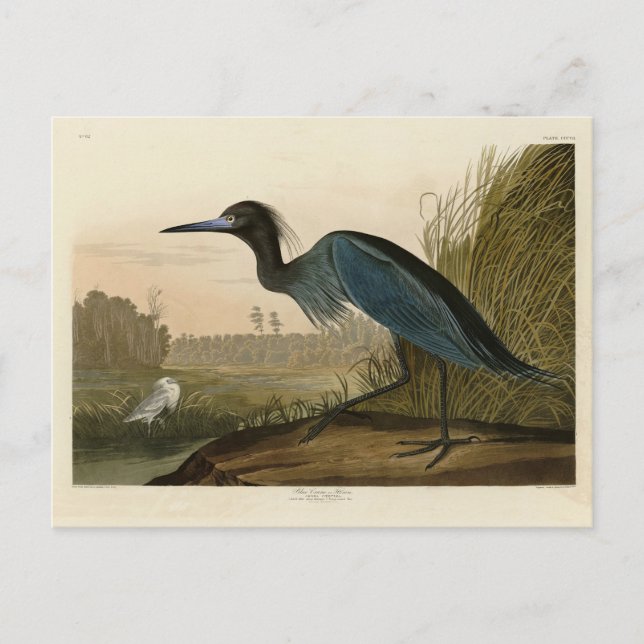 Cartão Postal Blue Crane, Heron, das "Birds of America" de Audub (Frente)