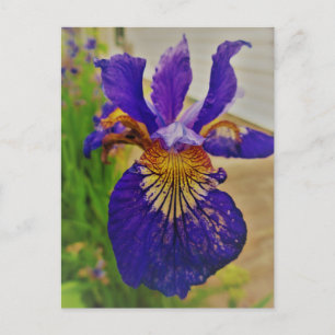 Cartão Postal Blue Flag Iris Fleur de Lys French Canada Quebec