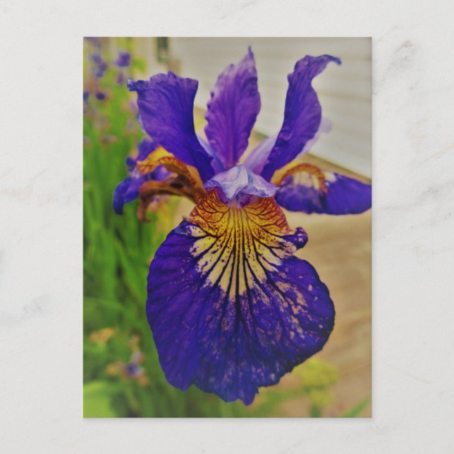 Cartão Postal Blue Flag Iris Fleur de Lys French Canada Quebec (Frente)