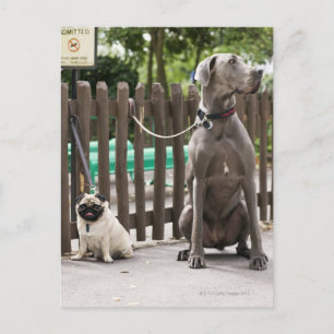 Cartão Postal Blue Great Dane e cachorros com coleiras