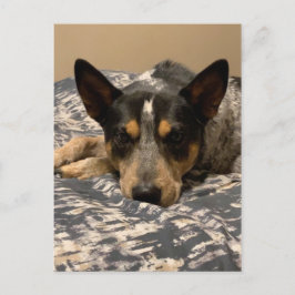 Cartão Postal Blue Heeler
