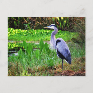 Cartão Postal Blue Heron