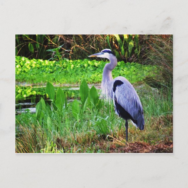 Cartão Postal Blue Heron (Frente)