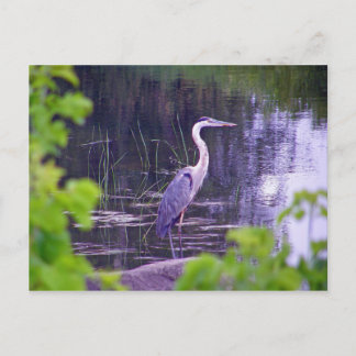 Cartão Postal Blue Heron