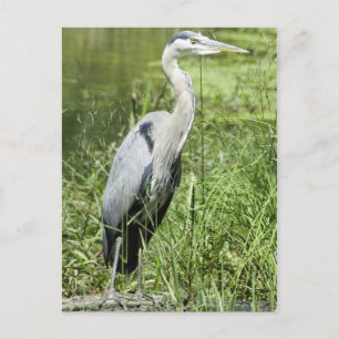 Cartão Postal Blue Heron