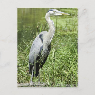 Cartão Postal Blue Heron