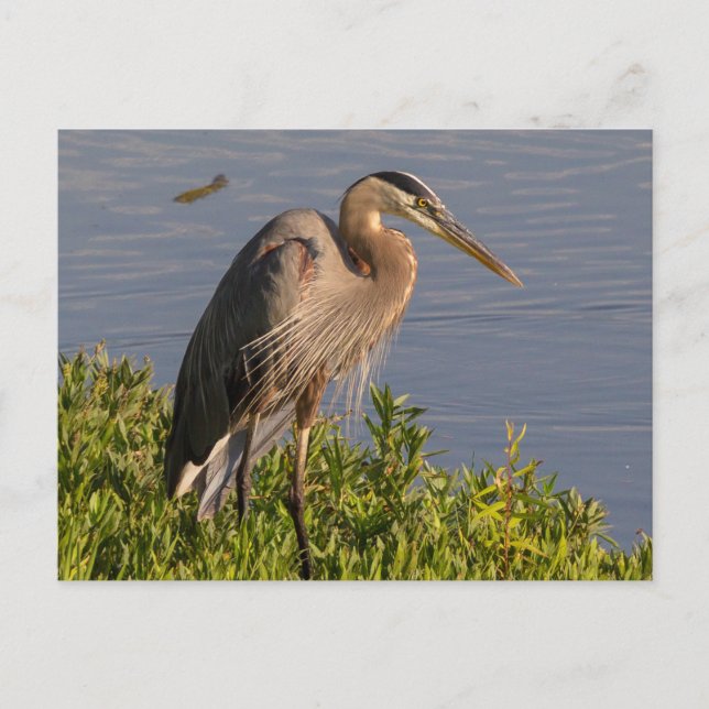 Cartão Postal Blue Heron (Frente)