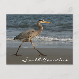 Cartão Postal Blue Heron Ocean Beach Carolina do Sul