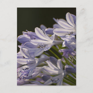 Cartão Postal Blue Hostas