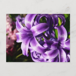 Cartão Postal Blue Hyacinth I Primavera Floral