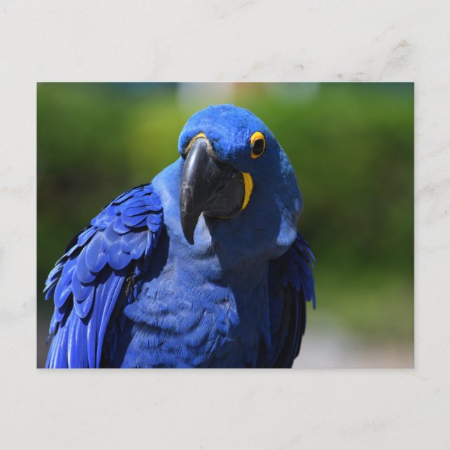 Cartão Postal Blue Hyacinth Macaw (Frente)