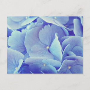 Cartão Postal Blue Hydrangea
