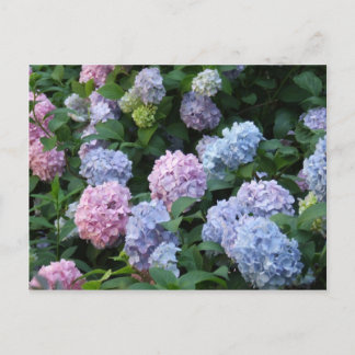 Cartão Postal Blue Hydrangea