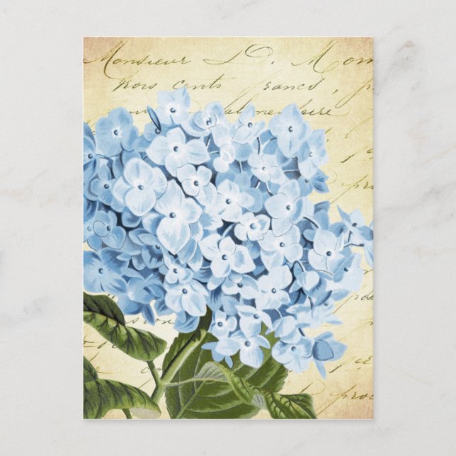 Cartão Postal Blue Hydrangea Flower Vintage Botânica (Frente)