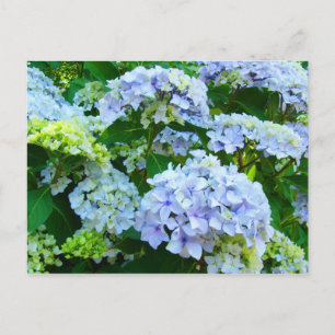 Cartão Postal Blue Hydrangea Flowers Cartazes postais do Jardim 
