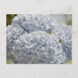 Cartão Postal Blue Hydrangeas