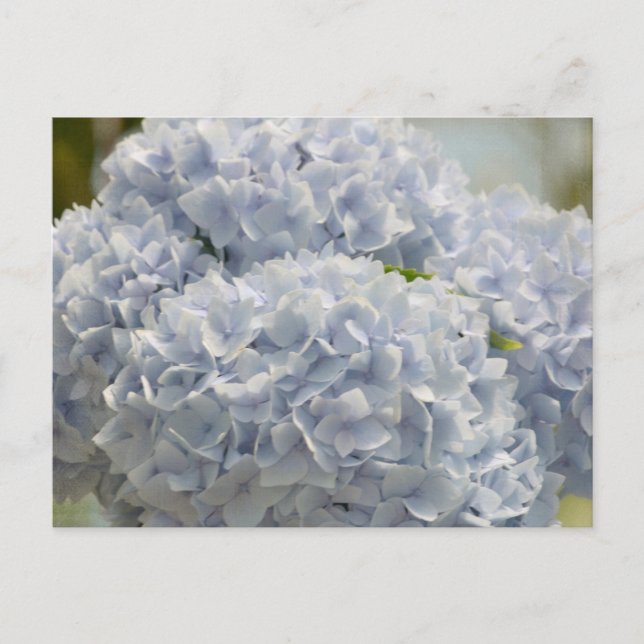 Cartão Postal Blue Hydrangeas (Frente)