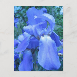 Cartão Postal Blue Iris