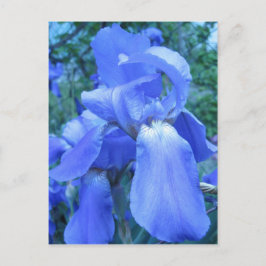Cartão Postal Blue Iris
