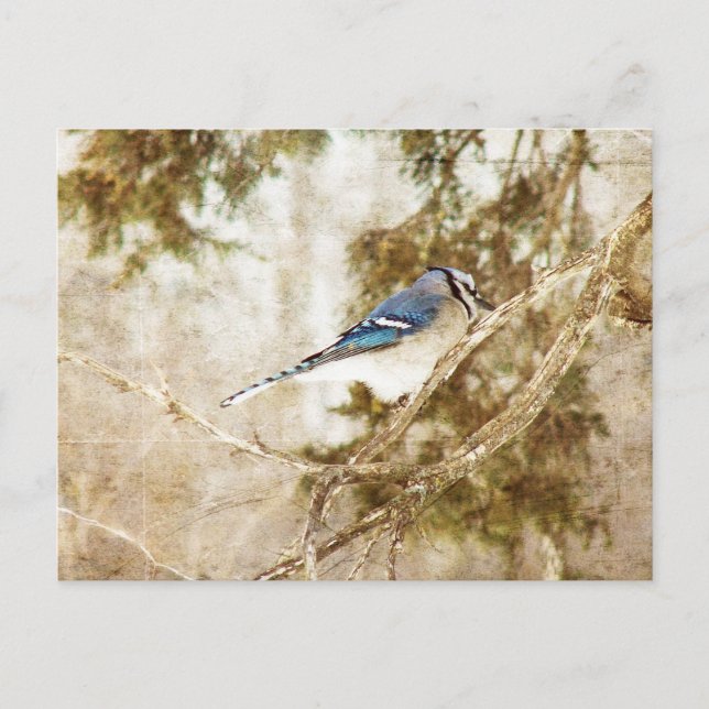 Cartão Postal Blue Jay (Frente)