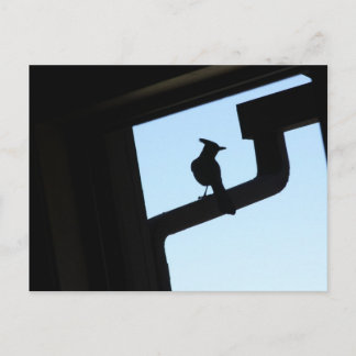 Cartão Postal Blue Jay