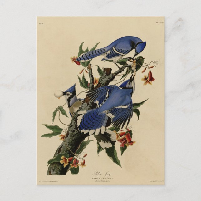 Cartão Postal Blue Jay (Frente)