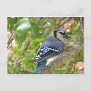 Cartão Postal Blue Jay