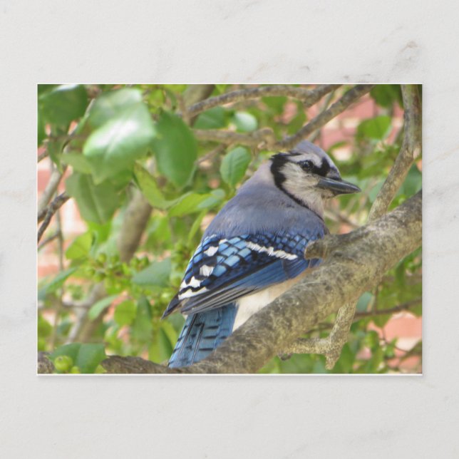Cartão Postal Blue Jay (Frente)