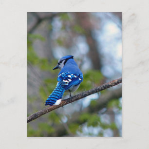 Cartão Postal Blue Jay
