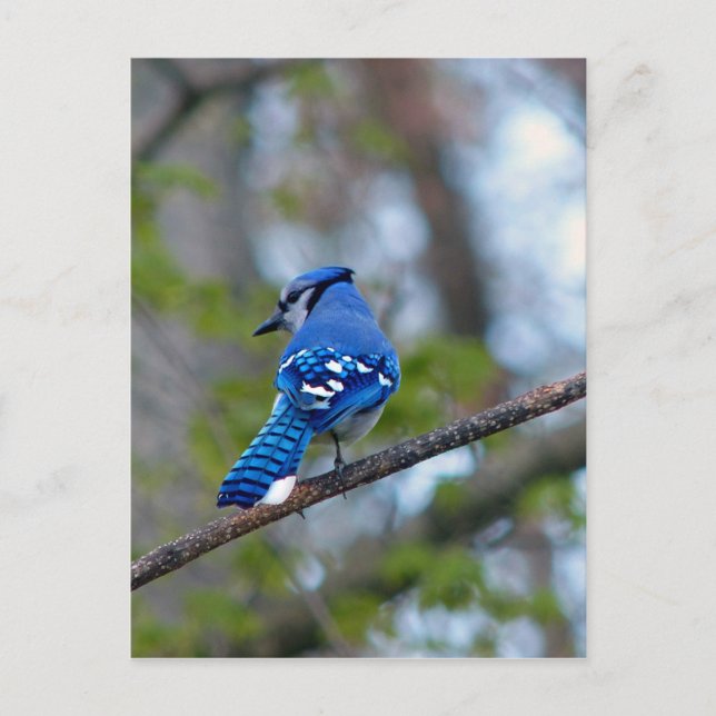Cartão Postal Blue Jay (Frente)