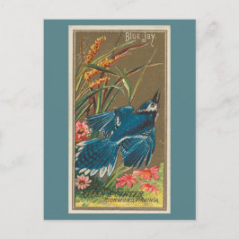 Cartão Postal Blue Jay