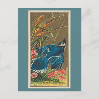Cartão Postal Blue Jay