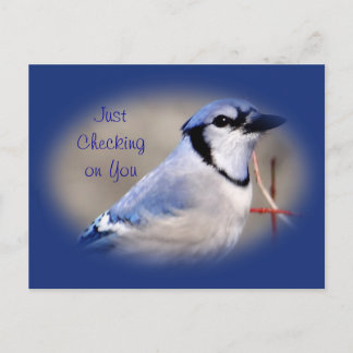Cartão Postal Blue Jay 8979- personalize qualquer ocasião