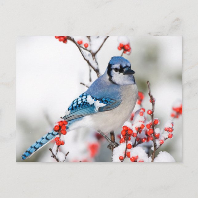 Cartão Postal Blue Jay em Common Winterberry (Frente)