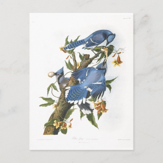 Cartão Postal Blue Jay, John James Audubon (Frente)