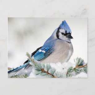 Cartão Postal Blue Jay no Blue Atlas Cedar