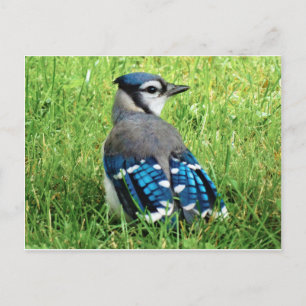 Cartão Postal Blue Jay no Grass