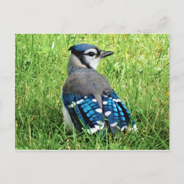 Cartão Postal Blue Jay no Grass (Frente)