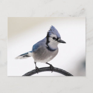 Cartão Postal Blue Jay no inverno