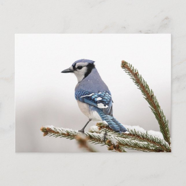 Cartão Postal Blue Jay no inverno (Frente)