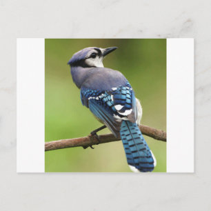 Cartão Postal Blue Jay pensando em seu amigo pai da família