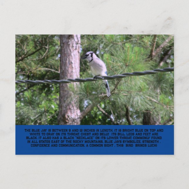 Cartão Postal Blue Jay Postcard (Frente)